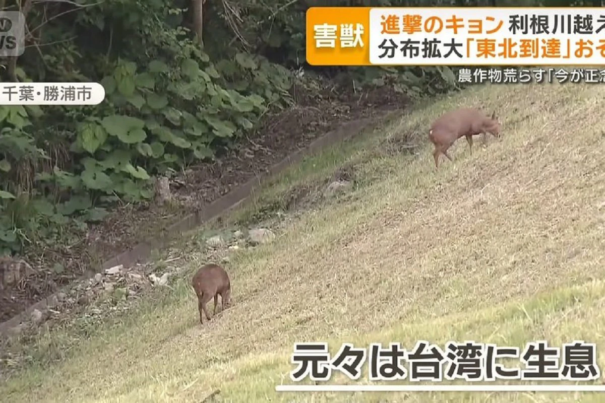 進擊の台灣山羌殺進日本!千葉繁殖暴增9萬隻 專家示警恐北伐福島