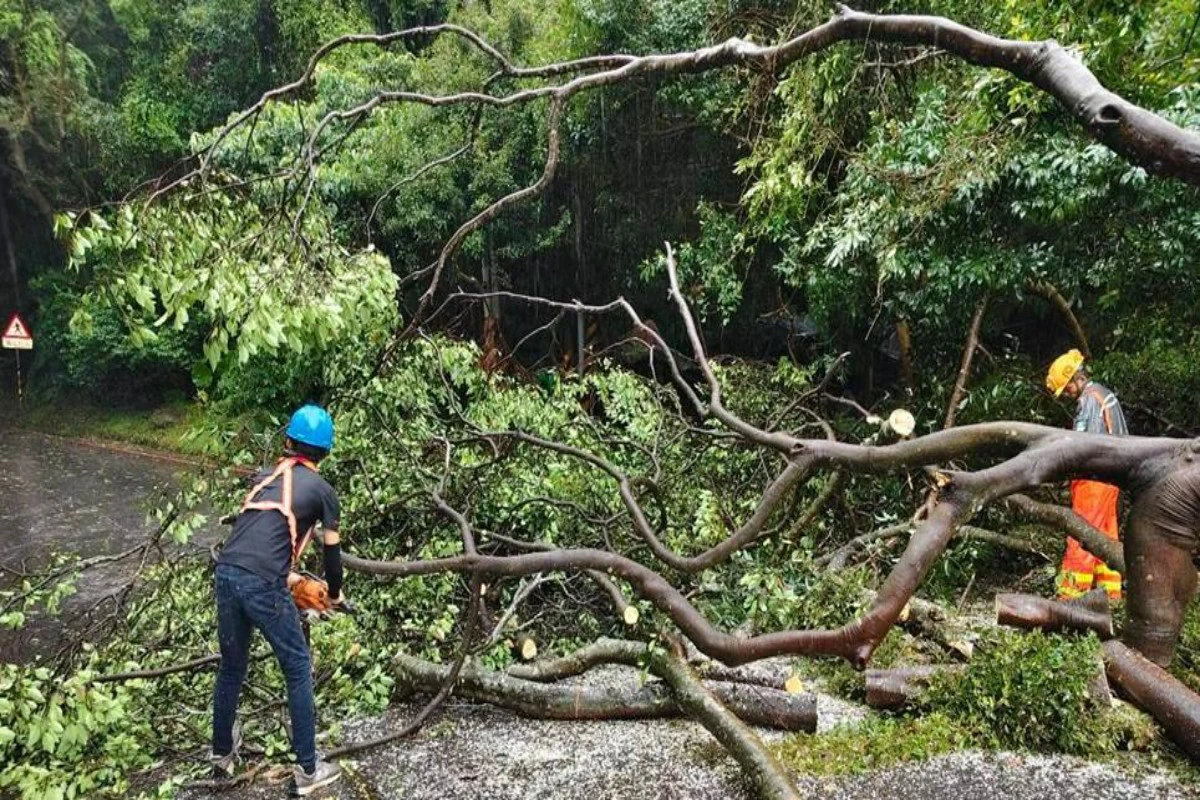 薔琵強風肆虐北市吹倒155棵路樹　市府投入311人冒雨搶災